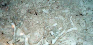 195 milyon yıllık ‘Bismillah’ yazısı!