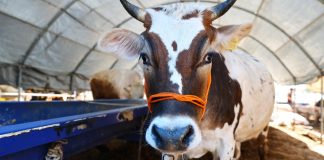 Kurban Bayramı öncesi fiyatlarda artış: İşte 2023 fiyat listesi