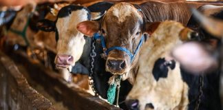 Kurban Bayramı’nda sokakta kurban kesenlere 3 bin 30 lira ceza uygulanacak