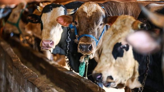 kurban-bayrami-aa-1616424 (1)