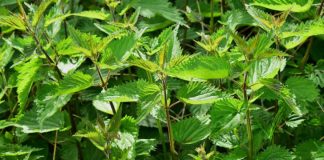 Protein deposu C vitamini bakımından aşırı zengin!