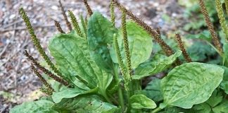 İnce hastalığa karşı doğal çözüm!