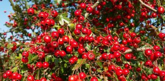 Diş eti rahatsızlıklarını tedavi eden müthiş bitki!