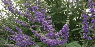 Kadın hastalıklarına iyi gelen müthiş bitki!