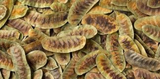 Ödem atmaya yardımcı mucizevi ot !