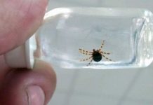 Kene kabusu geri döndü!