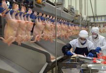 Uzmanı uyardı: Bu aylara dikkat! Yediğiniz tavuk zehirli olabilir