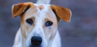 Sokak hayvanları uyutulacak mı? Yeni yasada neler var