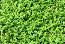 Günde 1 çay kaşığı tüketin! İnanılmaz faydaları var