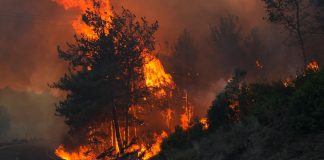 İzmir’de çıkan yangınlara müdahaleler devam ediyor!