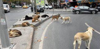 Sahipsiz sokak köpekleri düzenlemesi Meclis’te!