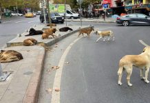 Sahipsiz sokak köpekleri düzenlemesi Meclis’te kabul edildi!