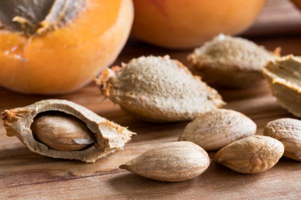 kayisi-cekirdeginin-bilmediginiz-8-faydasi