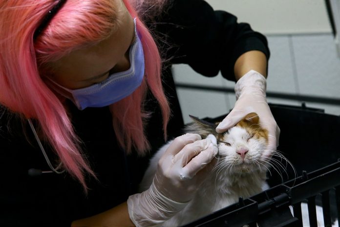 Depremde enkazdan çıkarılan kediler unutulmadı