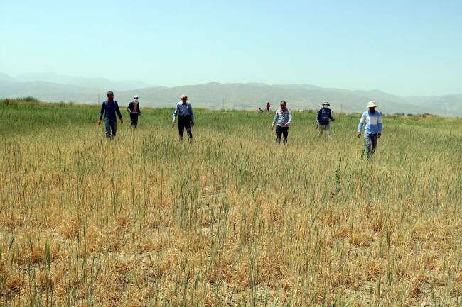 yuksekovada-tarim-arazilerinde-cekirge-istilasi_7911_dhaphoto9